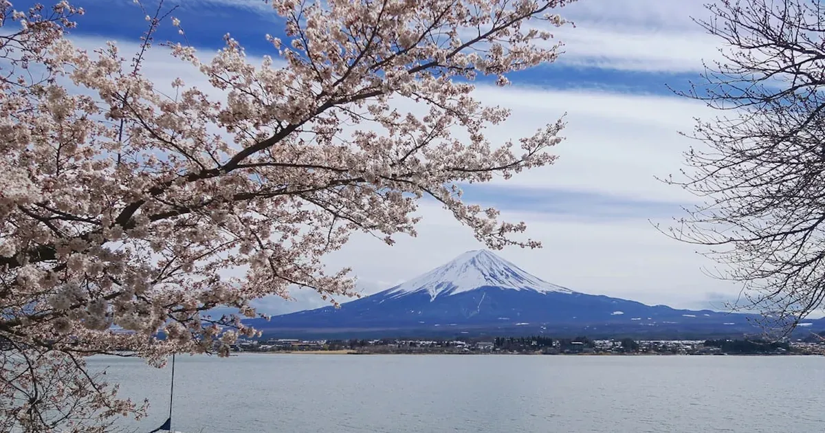 Mount Fuji reflected in a calm lake with cherry blossom branches in the foreground on a clear spring day
