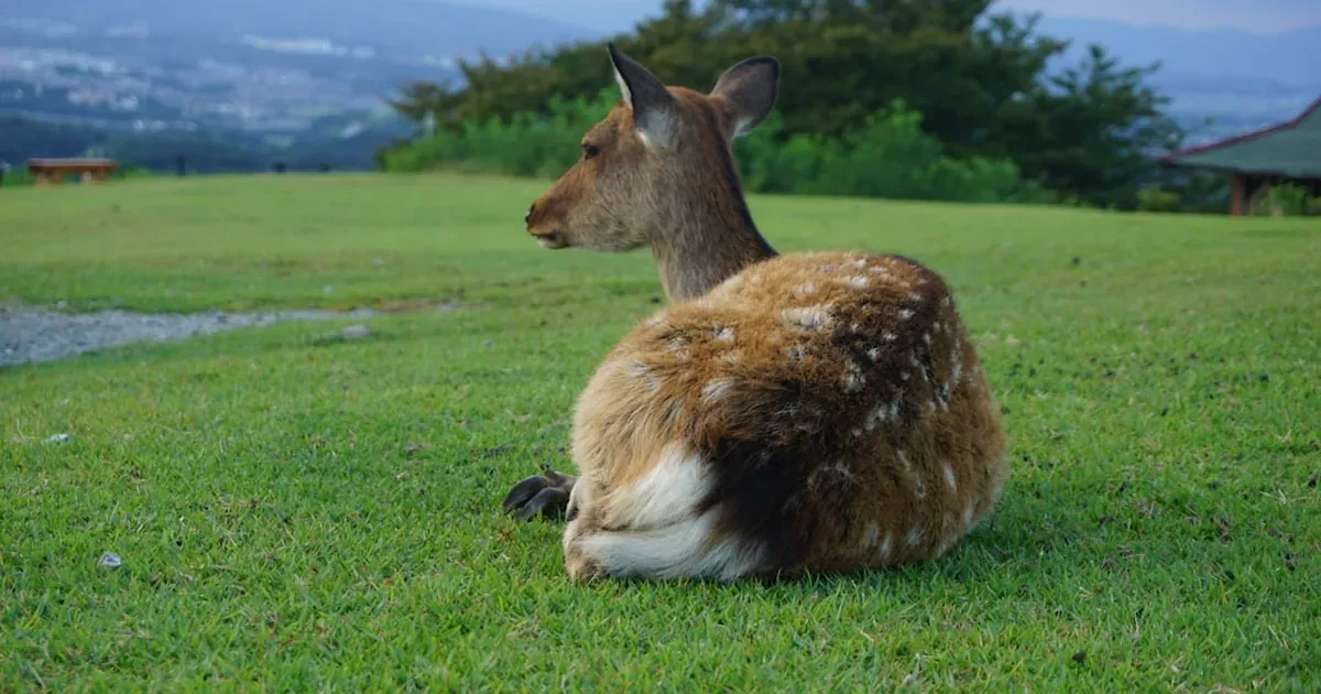 Friendly deer approaching visitors in Nara deer park with Todai-ji temple in the background