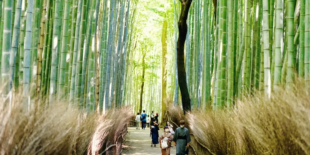 The towering bamboo grove path in Arashiyama Kyoto with green stalks towering overhead filtering sunlight