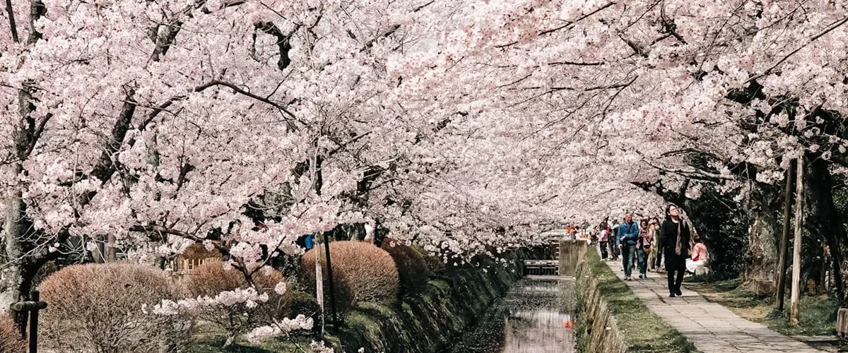 Cherry blossom trees in full bloom lining the Philosopher's Path canal in Kyoto with a clear blue sky