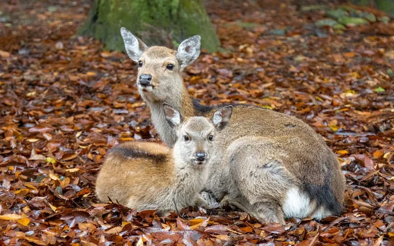 Friendly sika deer in Nara Japan looking directly at camera up close