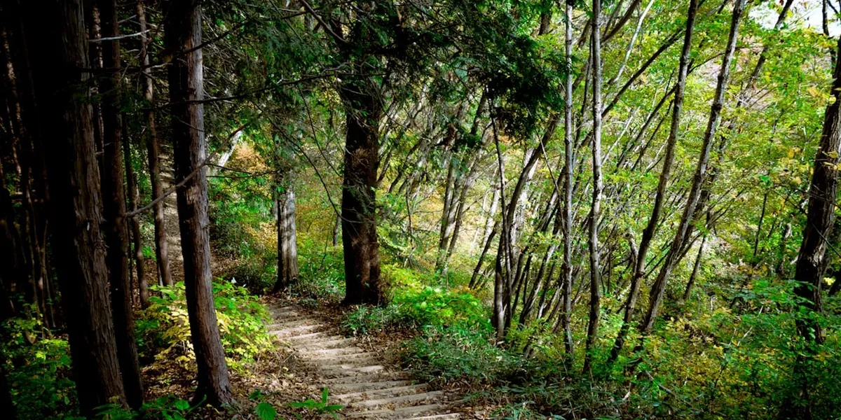 A Japanese forest trail leading up to a mountain summit, dappled with sunlight