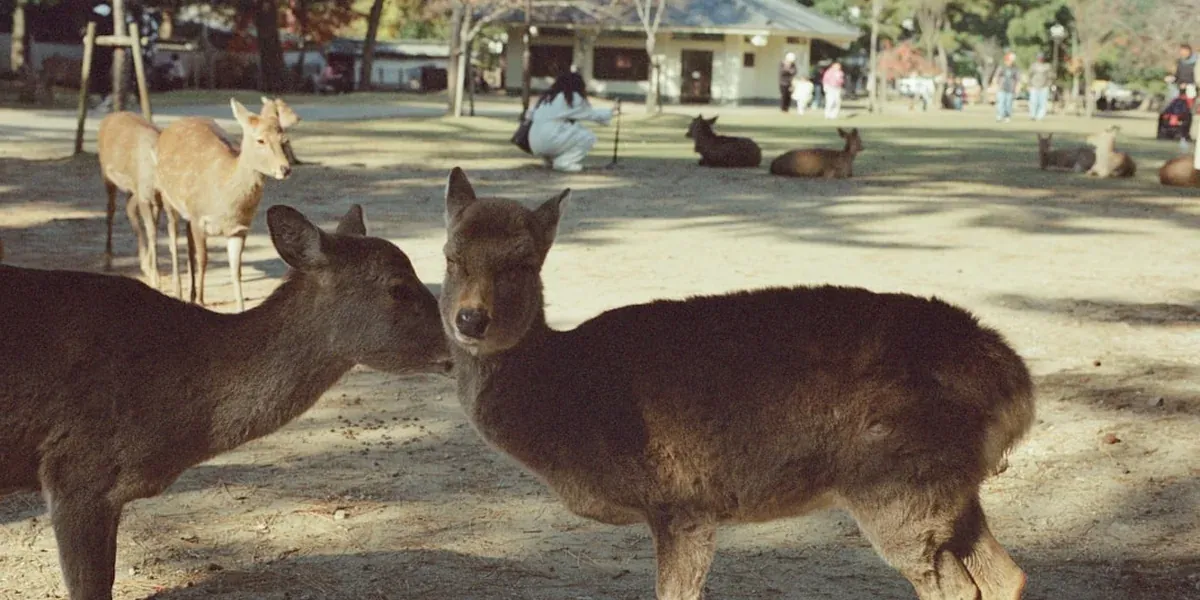 Children feeding deer at Nara Park with Todai-ji temple in the background