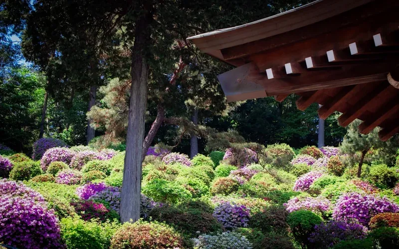 Blue and purple hydrangea flowers blooming along a Kamakura temple path in June