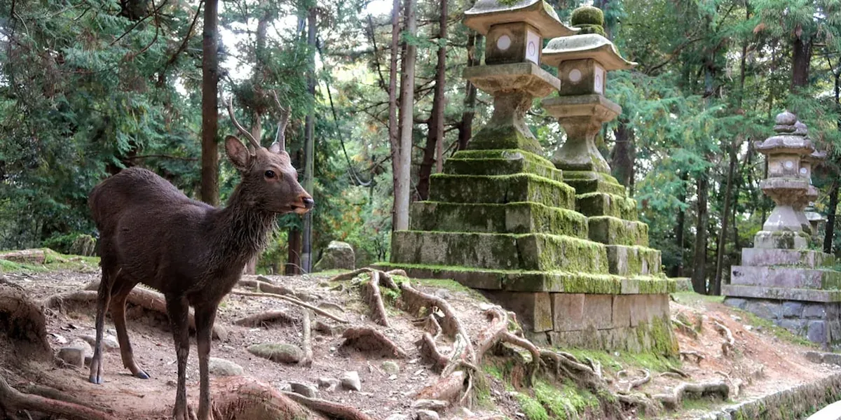 Deer grazing in Nara Park with Todai-ji temple in the background