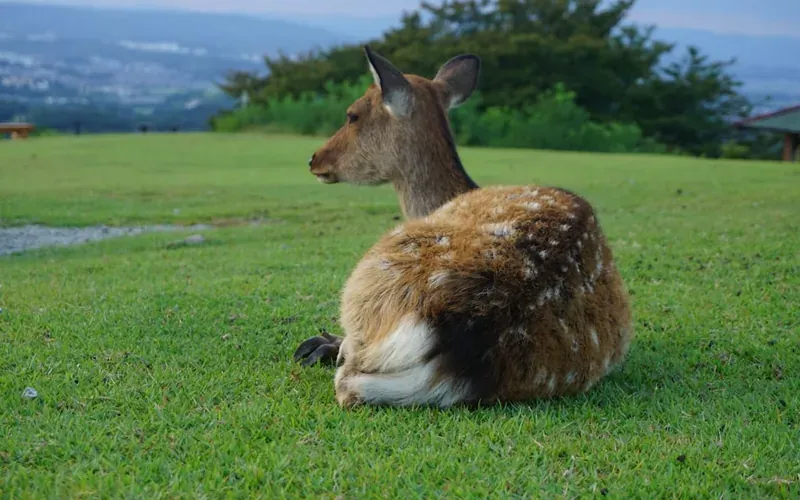 Friendly deer approaching visitors in Nara Deer Park Japan