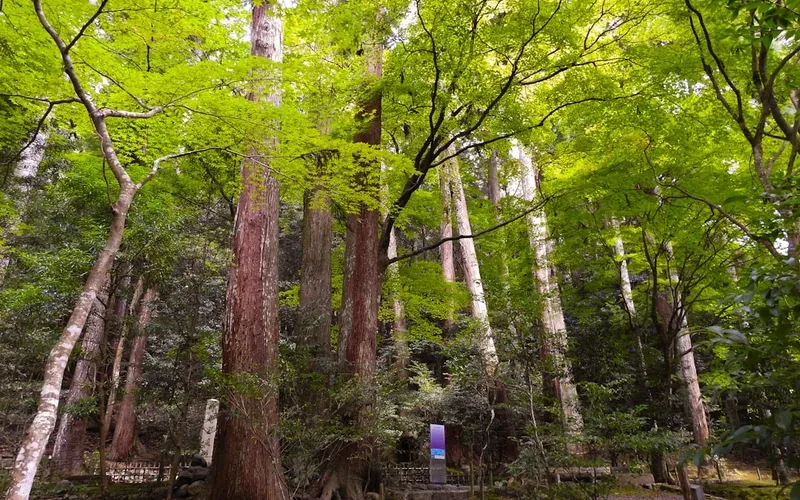 Ancient cedar forest hiking trail in Hakone Japan with dappled morning light