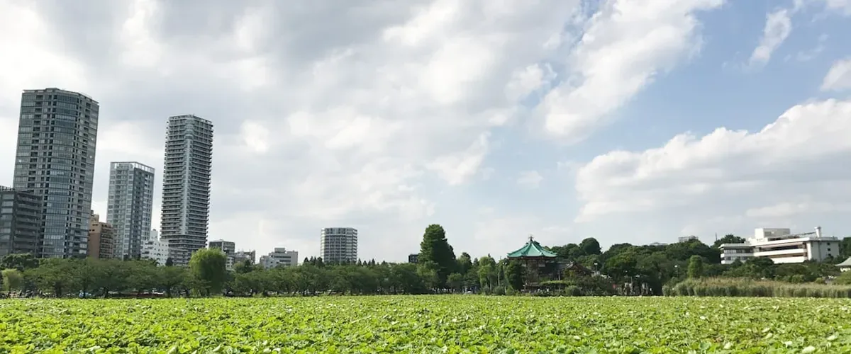 Ueno Park Tokyo with cherry blossom trees lining the main avenue and visitors walking