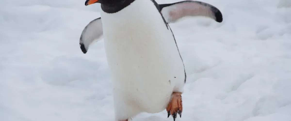 Penguins walking in a parade through the snow at Asahiyama Zoo in Hokkaido during the winter penguin walk